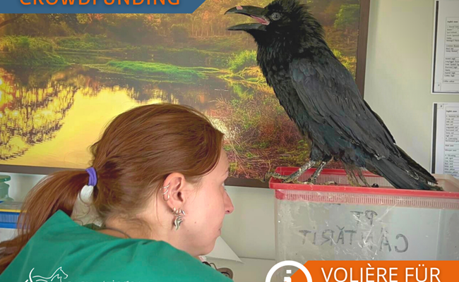 Crowdfunding Voliere für Rabenvögel im SUST-Wildlife Rehabilitation Center